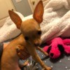 Chihuahua Miniature Pinscher Cross Information -small light brown dog with very large ears