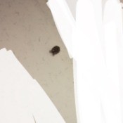 What Is This Bug? - spotted tan bug