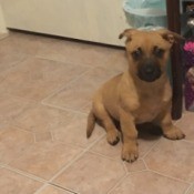 Is My Dog a Chiweenie? - light brown puppy