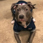 Is My Dog a Full Blooded Pit Bull? - brown dog lying down