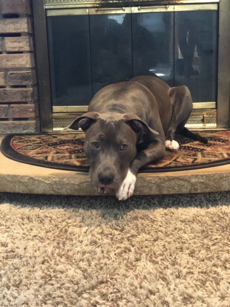 Is My Dog a Full Blooded Pit Bull?