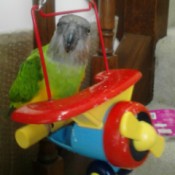 Petie (Senegal Parrot) - green, yellow, and gray parrot on toy plane