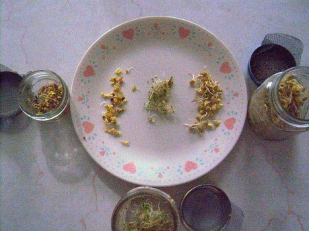 A plate containing different sprouted seeds.