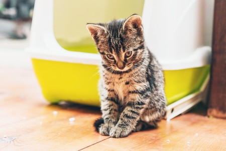 Kitten outside of litter box on wood floors.