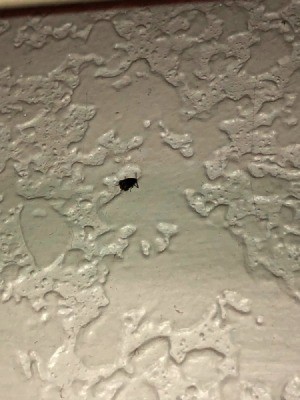What Type of Bug Is This? - black flying bug on drywall