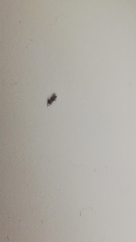 Identifying Tiny Bugs