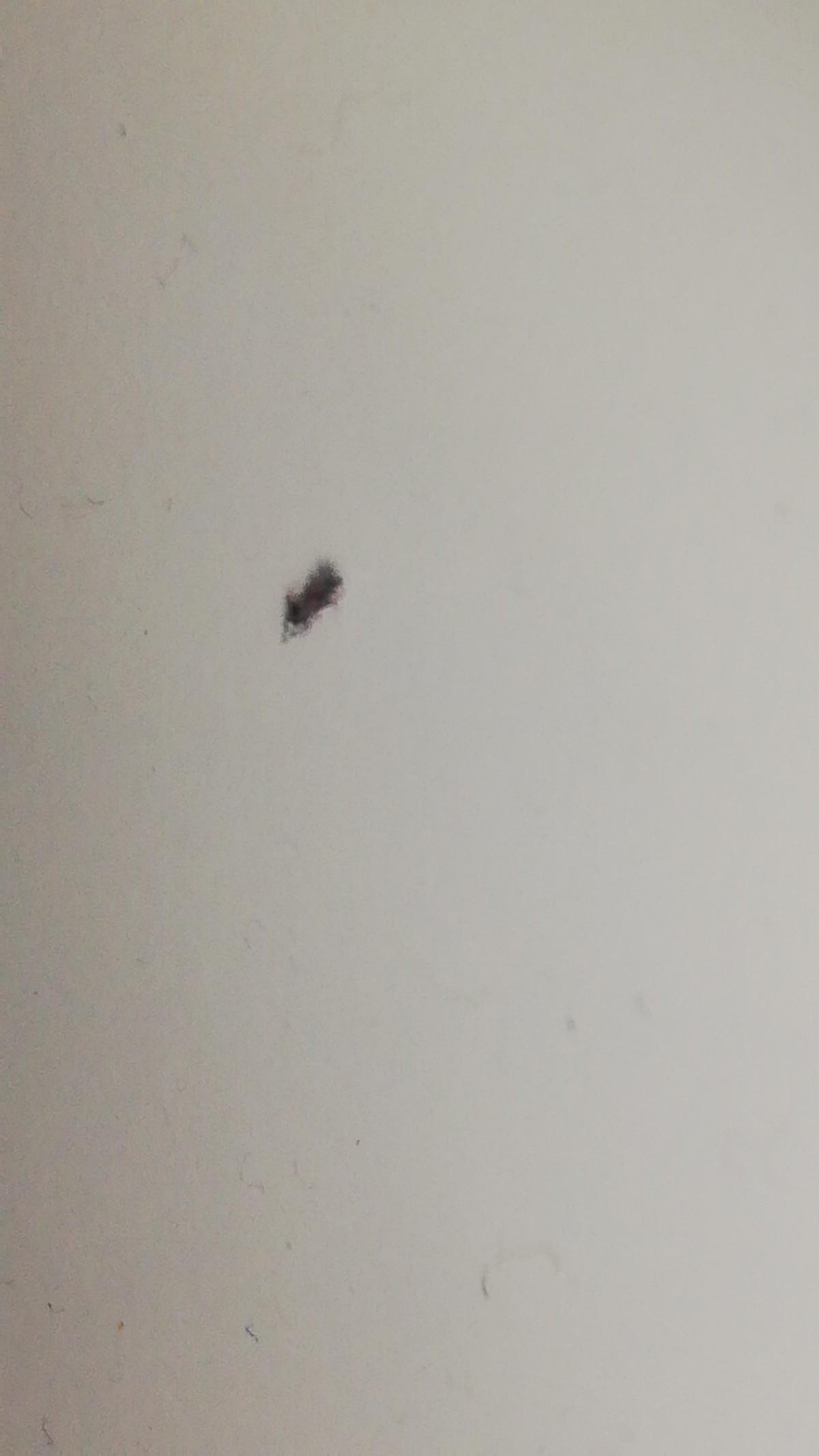 Identifying Small Black Bugs ThriftyFun