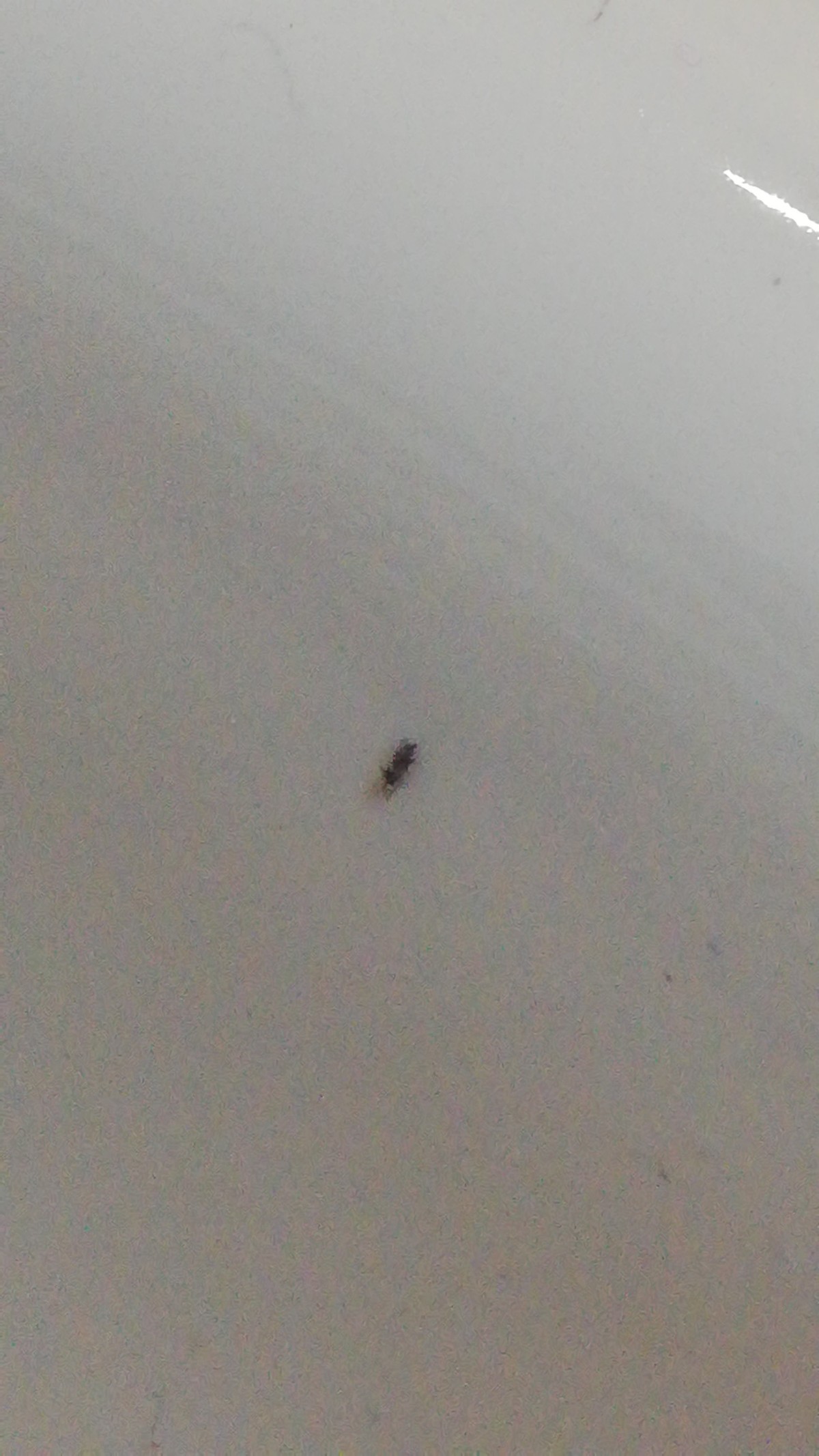 Identifying Small Black Bugs Thriftyfun