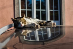 Cat laying on the hood of a car.