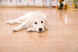 A dog laying on a hardwood floor.