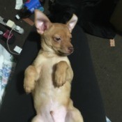 What Breed Is My Dog? - light brown dog on its back