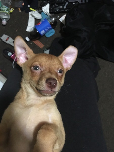 What Breed Is My Dog?