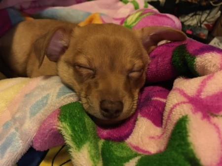Padro (Chihuahua Mix) - sleeping puppy