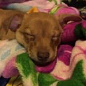 Padro (Chihuahua Mix) - sleeping puppy