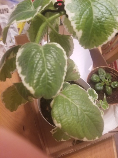 Identifying a Houseplant - medium green leaves edged with creamy white