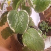 Identifying a Houseplant - medium green leaves edged with creamy white