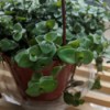 What Is This Plant? - small green leafed plant