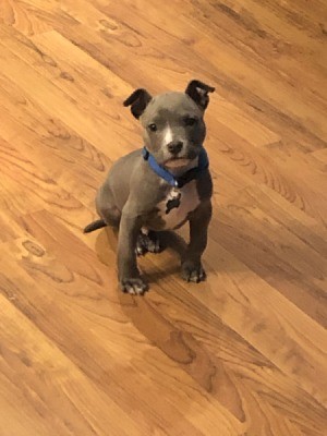 Is My Dog an American Bully or a Pit Bull Terrier?