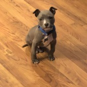 Is My Dog an American Bully or a Pit Bull Terrier?