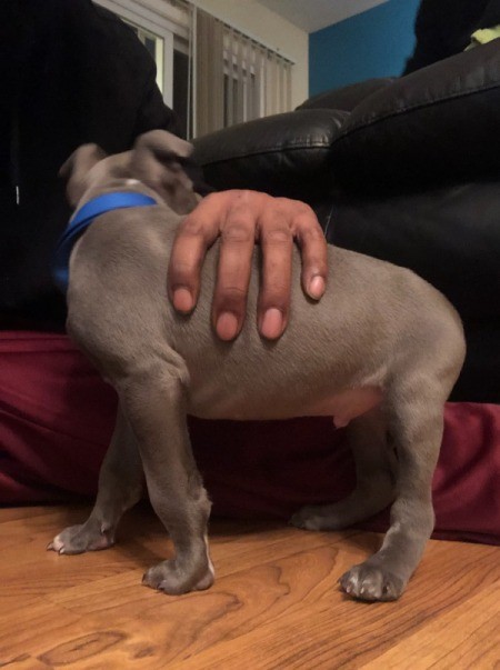 Is My Dog an American Bully or a Pit Bull Terrier?