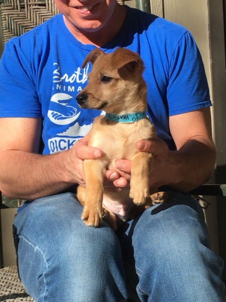 Is My Puppy a Chiweenie? - light brown puppy