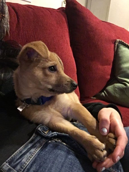 Is My Puppy a Chiweenie?