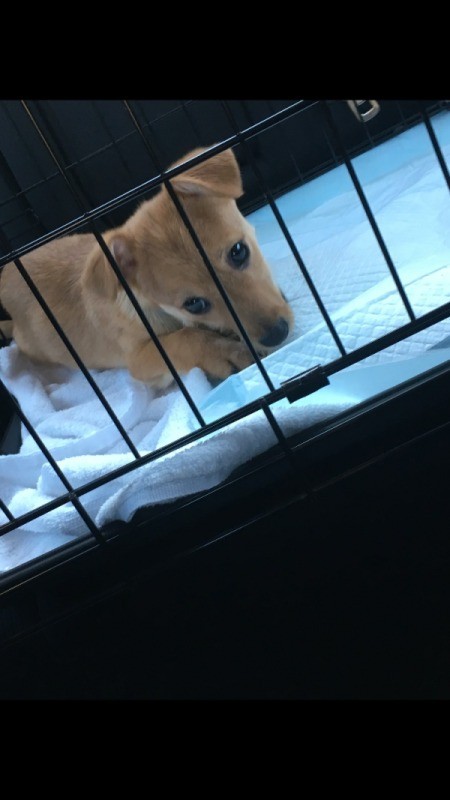 Is My Puppy a Chiweenie?