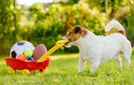 Jack Russell pulling a toy wagon of balls