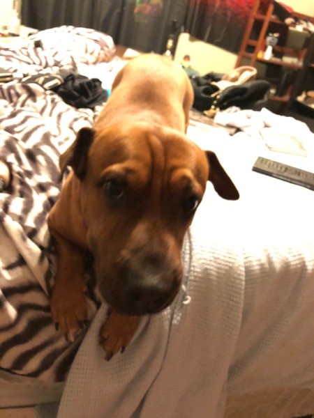 What Breed Is My Dog?