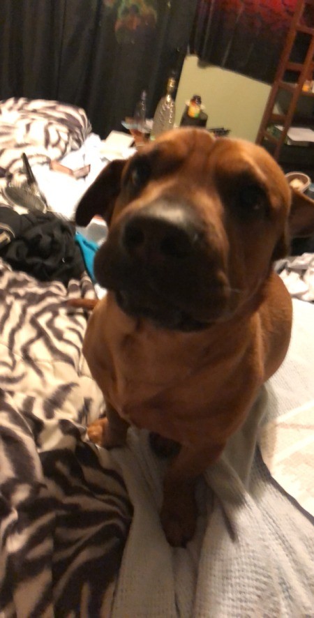 What Breed Is My Dog?