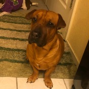 What Breed Is My Dog?