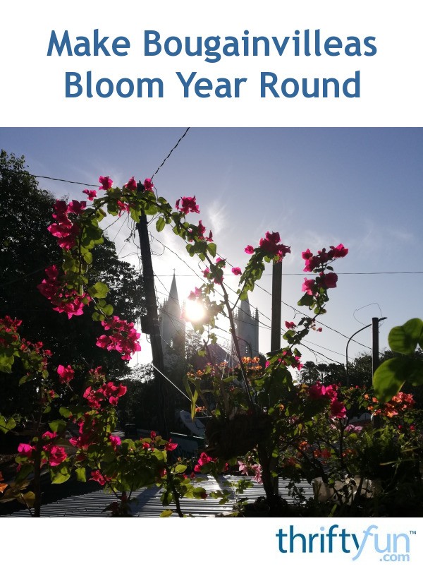 Make Bougainvilleas Bloom Year Round | ThriftyFun