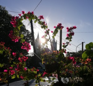 Blooming bougainvilleas.