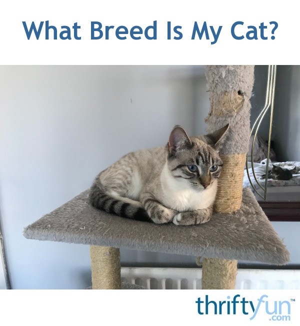 What Breed Is My Cat? ThriftyFun