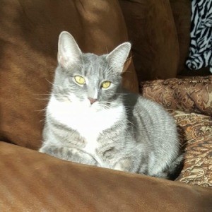 What Breed Is My Cat? - grey tabby colored cat