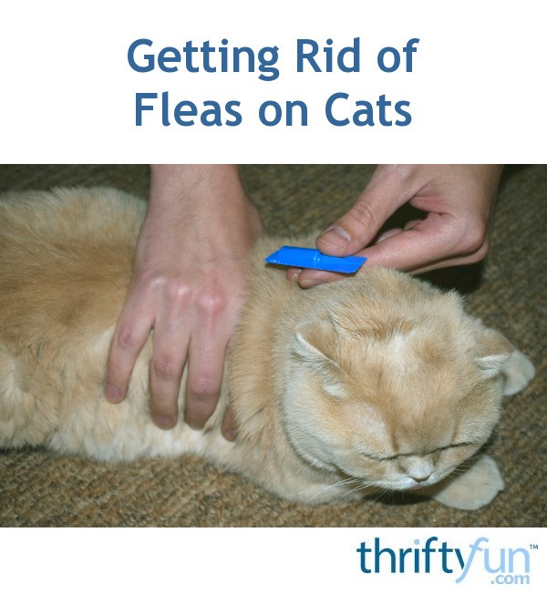 Getting Rid of Fleas on Cats ThriftyFun