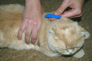 Treating a cat with flea medication.