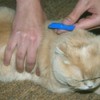 Treating a cat with flea medication.
