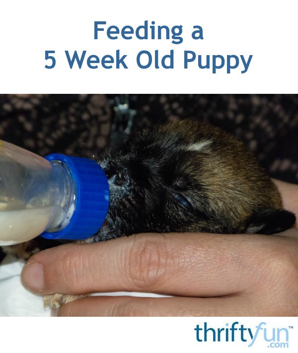 Feeding a 5 Week Old Puppy? ThriftyFun