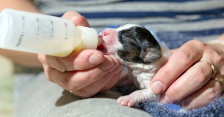 Feeding a small puppy with a bottle.