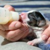 Feeding a small puppy with a bottle.