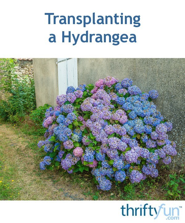 Transplanting A Hydrangea? | ThriftyFun