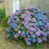 A hydrangea bush planted next to a wall.