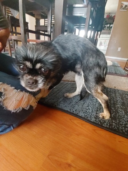 Cause of Dog's Death - small grey and tan dog