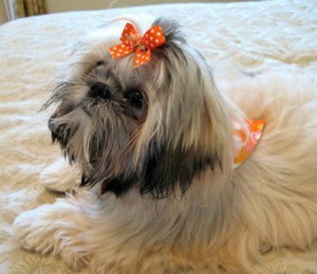 Daisy (Shih Tzu) - white and gray dog with bow in her hair