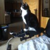 Sasha (Tuxedo Cat) - sitting on the arm of the wheelchair