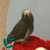Pepper (Timneh African Grey)