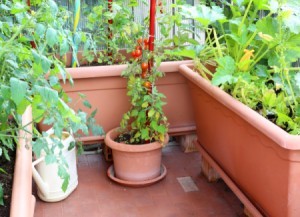 Condo Gardening - container veggie garden on a balcony