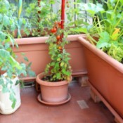 Condo Gardening - container veggie garden on a balcony