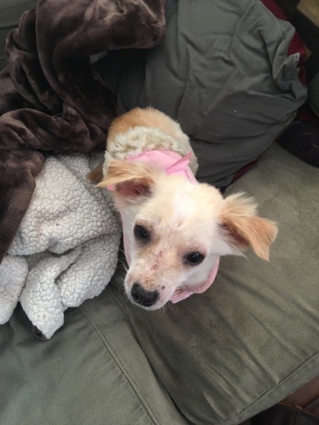 Is My Dog a Chiweenie?